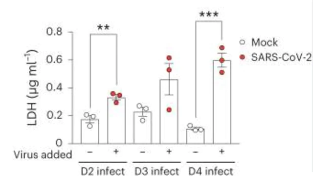 abcam LDH Assay Kit (Cytotoxicity)