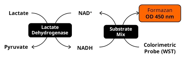abcam LDH Assay Kit (Cytotoxicity)