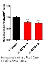 abcam NADP/NADPH Assay Kit
