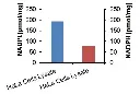 abcam NADP/NADPH Assay Kit