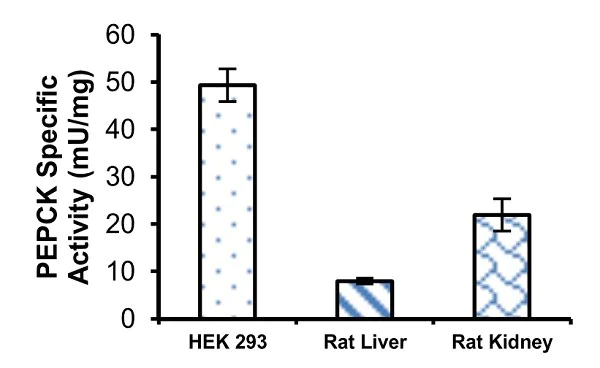 abcam PEPCK Assay Kit (Phosphoenolpyruvate Carboxykinase)
