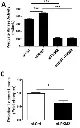 abcam Pyruvate Kinase Assay Kit