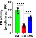abcam Pyruvate Kinase Assay Kit