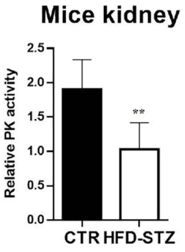 abcam Pyruvate Kinase Assay Kit