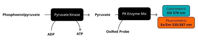 abcam Pyruvate Kinase Assay Kit