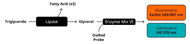 abcam Triglyceride Assay Kit - Quantification
