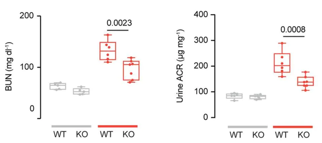 abcam Urea Assay Kit