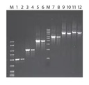 Merck JumpStart™ REDTaq® ReadyMix™ Reaction Mix