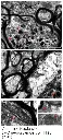 abcam Aconitase Assay Kit