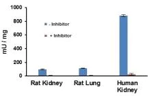 abcam Angiotensin II Converting Enzyme (ACE2) Activity Assay Kit (Fluorometric)