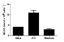 abcam Branched Chain Amino Acid Assay Kit / BCAA Assay Kit
