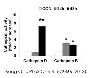 abcam Cathepsin B Activity Assay Kit (Fluorometric)