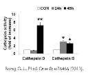 abcam Cathepsin B Activity Assay Kit (Fluorometric)
