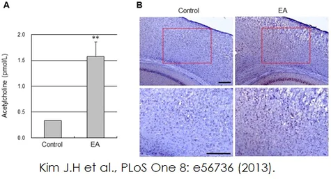 abcam Choline/Acetylcholine Assay Kit