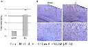 abcam Choline/Acetylcholine Assay Kit