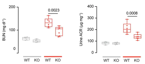 abcam Creatinine Assay Kit
