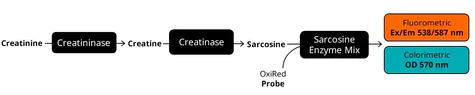 abcam Creatinine Assay Kit