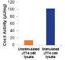abcam Cyclooxygenase (COX) Activity Assay Kit (Fluorometric)