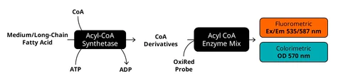 abcam Free Fatty Acid Assay Kit - Quantification