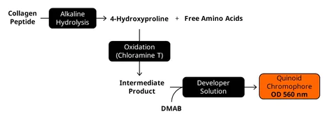 abcam Hydroxyproline Assay Kit (Colorimetric)