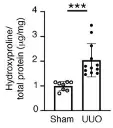 abcam Hydroxyproline Assay Kit (Colorimetric)