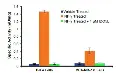 abcam Indoleamine 2,3-Dioxygenase 1 (IDO1) Activity Assay Kit