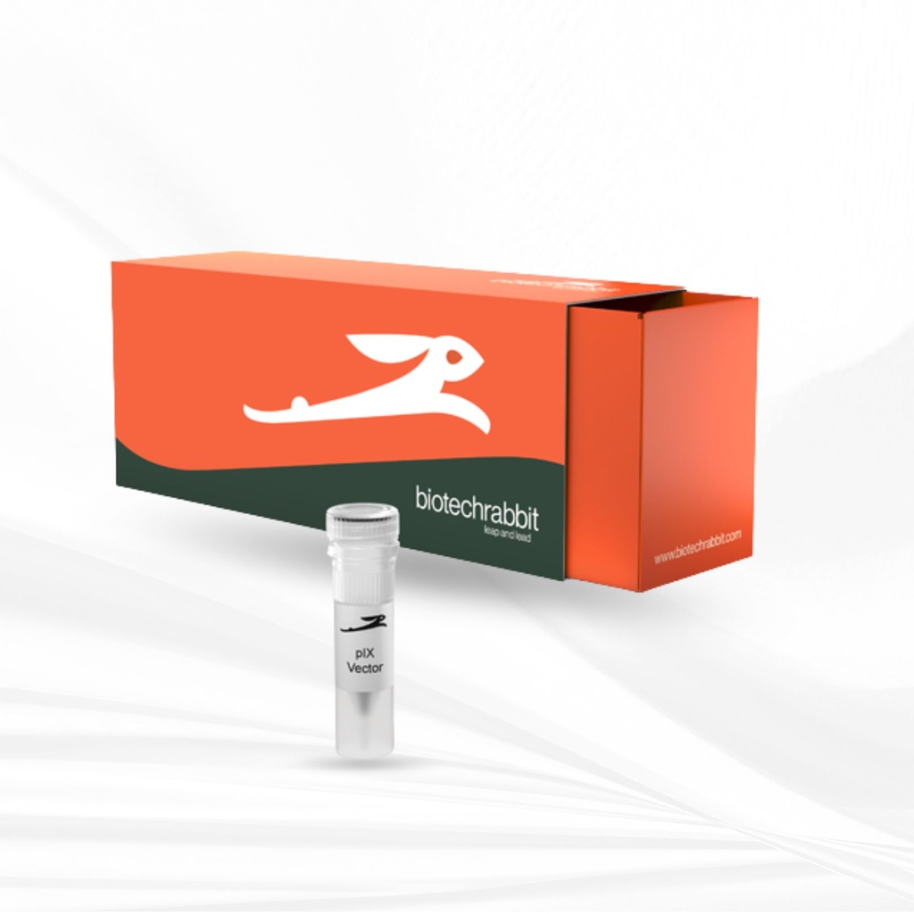 biotechrabbit 2X Hot-Start PCR Master Mix, lyophilized 