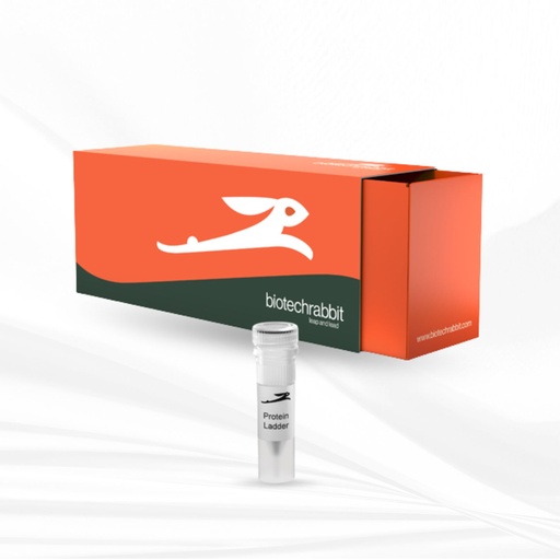 biotechrabbit TriColor Broad Protein Ladder (3.5-245 kDa)