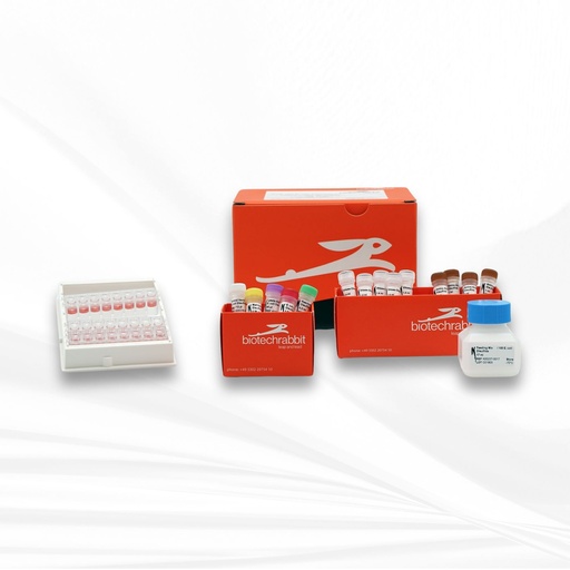 [MT-MC-BR1400401] biotechrabbit RTS 100 E. coli Disulfide Kit