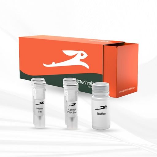 [MT-MC-BR1402401] biotechrabbit RTS Linear Template Kit Plus